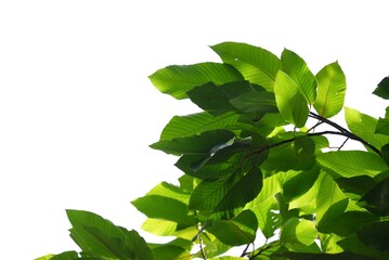 A tropical tree with leaves branches on white isolated background for green foliage backdrop 