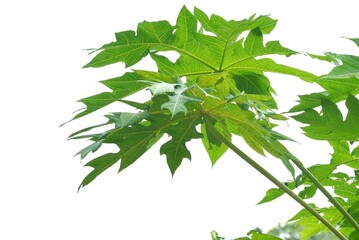 A papaya leaf with branches on white isolated background for green foliage backdrop 