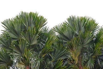 Green tropical palm leaves on white isolated background for backdrop pattern 