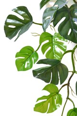 An Artificial plant or a Fake plant with leaves and branches,Aerial Roots on white isolated background 