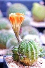 A sweet orange cactus flower blossom in a botanical garden with blurred green nature background 