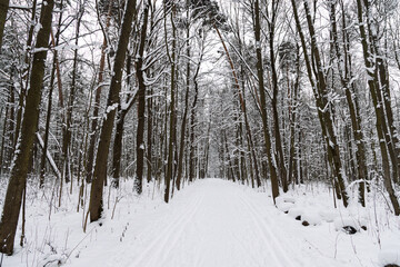 Snow-covered forest path with tall trees in winter scene