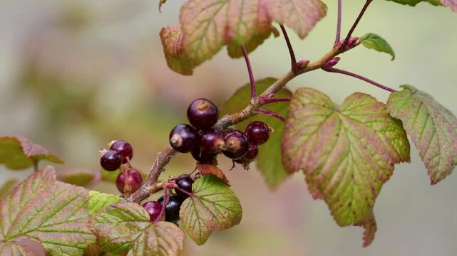 A close-up of a red currant branch with berries