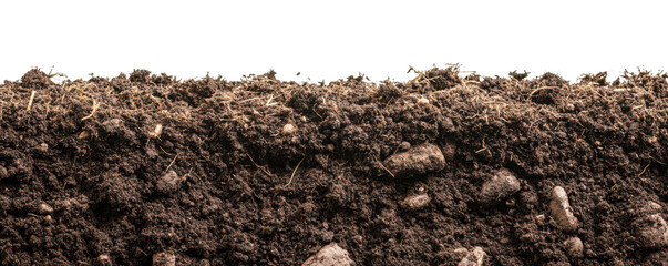view under ground or underneath soil earth isolated on white or tramsparent png