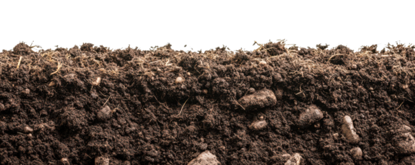 view under ground or underneath soil earth isolated on white or tramsparent png