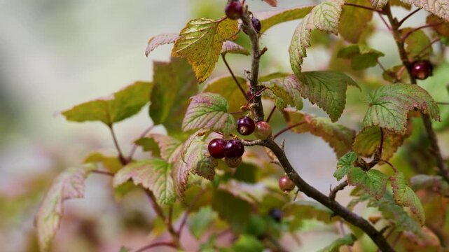 A close-up of a red currant branch with berries