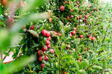Orchard with ripe red apples on trees after rain, fresh green leaves covered with water droplets, wet grass, soft natural light, and a calm rural autumn atmosphere. Green trees alley.