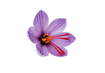 A close-up of a vibrant purple saffron crocus flower with bright orange-red stigmas on a transparent background, concept of natural luxury and culinary excellence