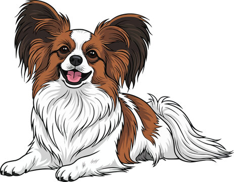 Papillon dog lying down happy cheerful pose head raised
