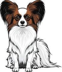 Papillon dog sitting relaxed attentive pose facing front