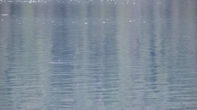 The water is rippled by the splash of fish.