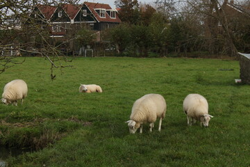 Owce w holenderskiej wiosce © Urszula