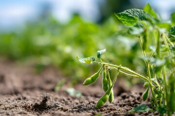 Green soybean plant growing in a field. Close up of fresh soya bean pods on a farm. Agriculture and healthy food concept