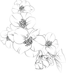 Detailed flower coloring pages, sketch contour bouquet of Quince flowers, Sketch Quince flower drawing, flower cluster drawing, Easy flowers coloring pages, birth flower coloring pages for adult