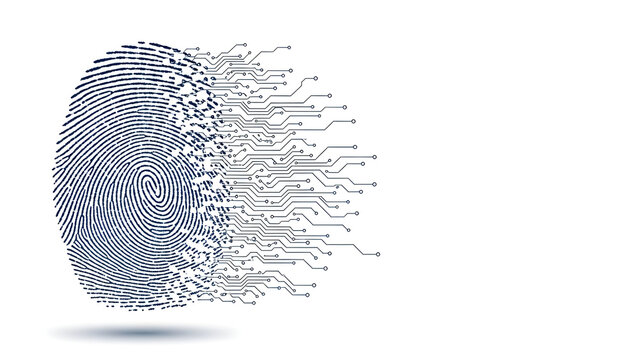 A fingerprint transforming into a digital circuit pattern, identity and cybersecurity concept, white background - Powered by Adobe