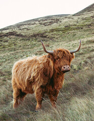 highland cow out in the pasture on scottish hills