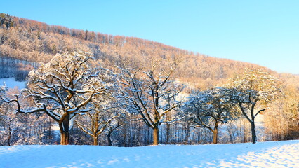 Obstgarten in winterlicher Landschaft, Wienerwald, Nieder&ouml;sterreich 