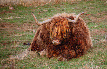 scottish highland cow lying in the grass