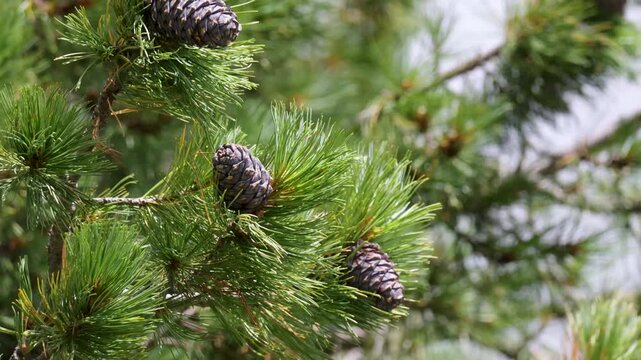 Cedar pine branch with cones. Close-up