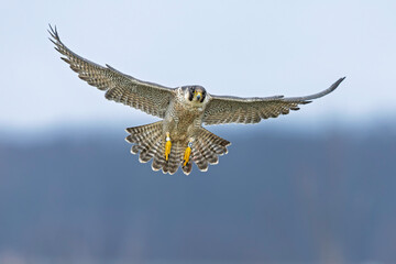 A female peregrine falcon (Falco peregrinus) in flight.