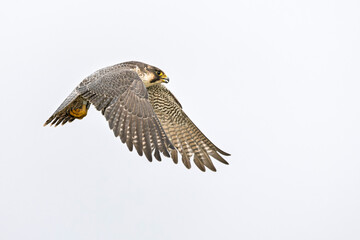 A female peregrine falcon (Falco peregrinus) in flight.