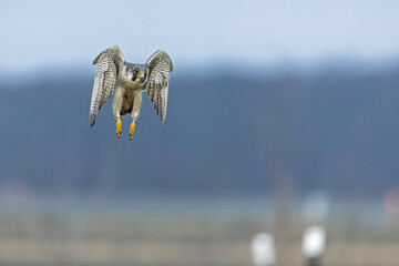 A female peregrine falcon (Falco peregrinus) in flight.