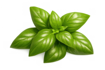 Fresh basil sprig with vibrant green leaves, ideal for cooking, adding aromatic flavor to dishes. Item on transparent background