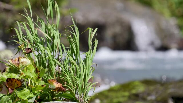 Transparent water in a pure mountain stream flows on stones. Close up