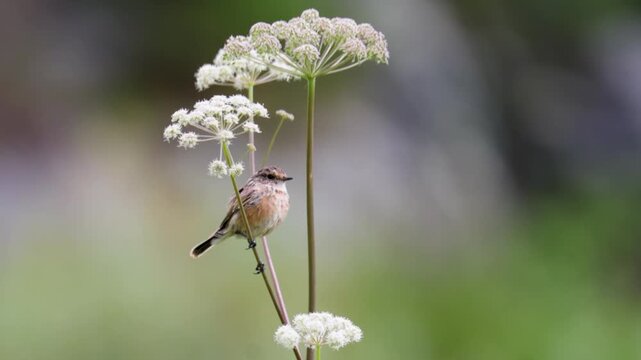 Amur stonechat sits on a dry blade of grass