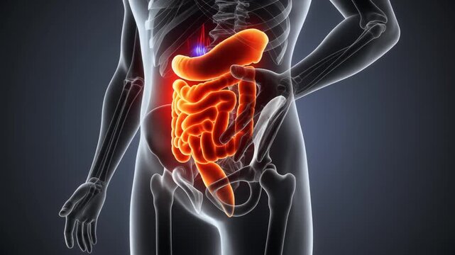 Human Intestine Anatomy Animation Showing Gastrointestinal Tract Against Skeleton Background for Medical Visualization