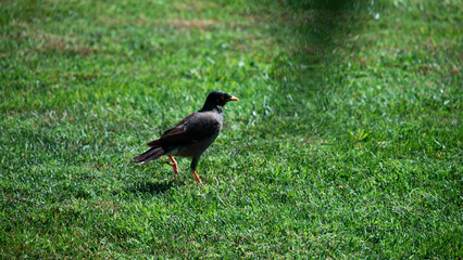 Fototapeta premium Bird walking on green grass in natural outdoor environment.