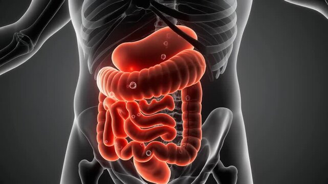 Internal Organs in Red Under Black Skeleton For Educational Use Animated Loop Medical Illustration Digestive System