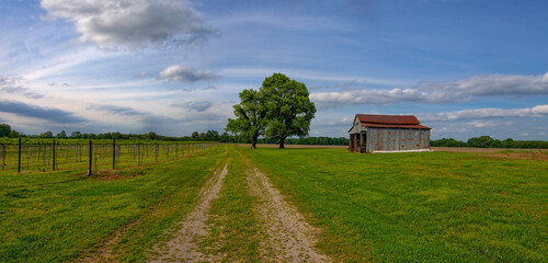 Dirt road leads to a vineyard with a barn and tree in the background on a sunny day
