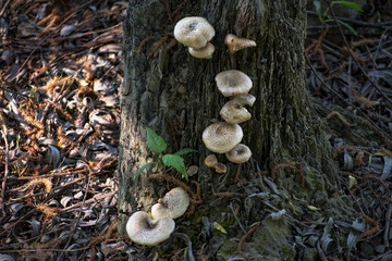 Gomb&aacute;k a f&aacute;n