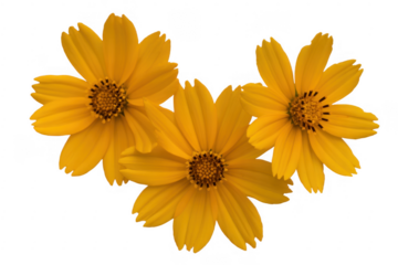 Three yellow flowers three flowers isolated on a transparent background