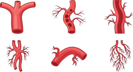 Anatomical illustrations of blood vessels in various forms on transparent background silhouette