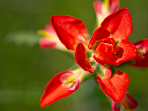 Close view of Indian paintbrush flower with green background showcasing red petals and details in nature during spring season - Powered by Adobe