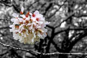 Japanese cherry blossom branch with colorful blooms against a black and white background in spring season