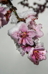 Late snow covers peach blossoms in the south during early spring