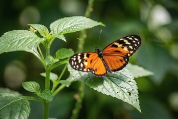 Obraz premium Monarch Butterfly Orange Green Leaves Nature Insect Wildlife Garden
