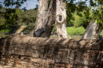 Fototapeta premium Beautiful iguana on a wall next to the Magdalena River in the Heritage Town of Santa Cruz de Mompox in Colombia.