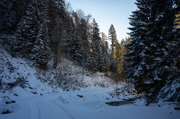 Winter mountain forest landscape with snow-covered pine trees and blue sky