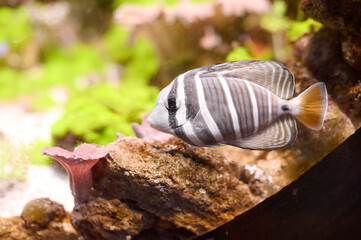 Desjardin's sailfin tang swimming over a coral reef in a tropical salt water aquarium