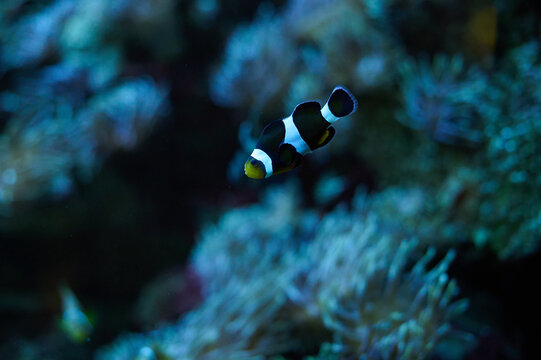 Black and white saddleback clownfish swimming among anemones in a coral reef aquarium