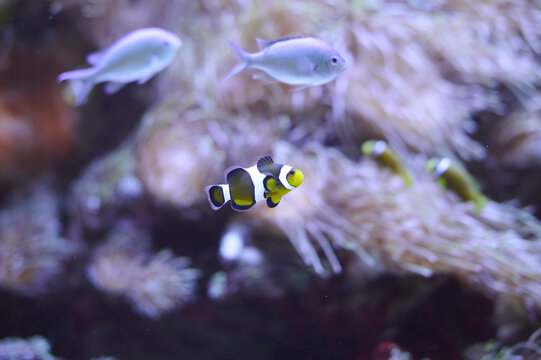 Black and white saddleback clownfish swimming among anemones in a coral reef aquarium