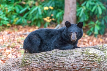 A black bear looking for a place to rest in Smoky Mountains