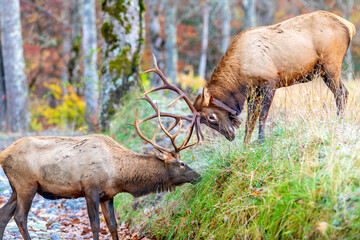 Two elk sparring in the Smoky Mountains