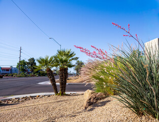 Dwarf Palms Red Yucca With