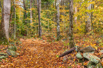 Golden Smoky Mountain fall trail