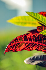 mix of red, yellow and green colored leafs on a croton plant near Ubud, Bali Indonesia